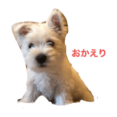 [LINEスタンプ] ウエスティのベリー