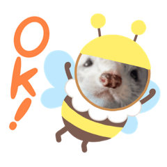 [LINEスタンプ] フェレットスタンプ ロアちゃん