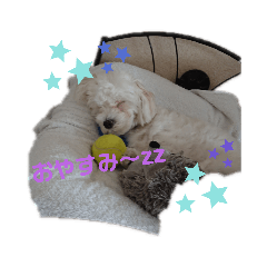 [LINEスタンプ] my pet k