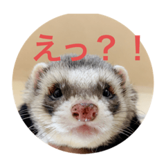 [LINEスタンプ] フェレットとイヌ短い返信スタンプ