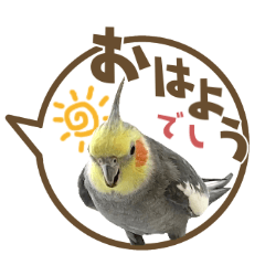 [LINEスタンプ] 毎日使える！オカメインコの吹き出し実写版