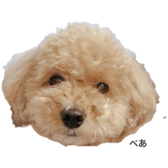 [LINEスタンプ] chocolate macaron bear