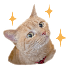 [LINEスタンプ] 小麦のお願い2