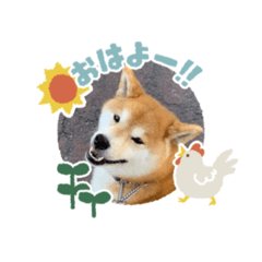 [LINEスタンプ] 柴犬マロンの可愛いスタンプ