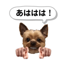 [LINEスタンプ] ヨークシャーテリアのアッくん