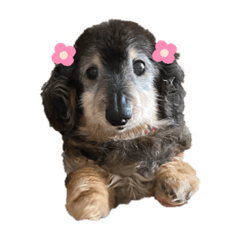 [LINEスタンプ] ふんわりだっくす(ブラックタン)