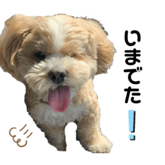 [LINEスタンプ] 使える！コロコロコロッケ