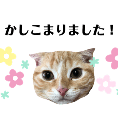 [LINEスタンプ] スコの子猫☆チャロ☆日常使いスタンプ ③