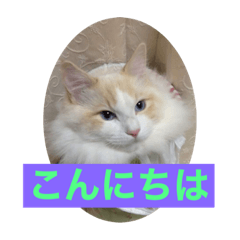 [LINEスタンプ] 我家のニャンズ