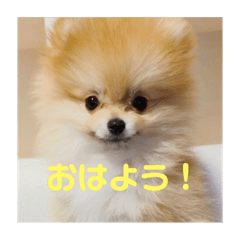 [LINEスタンプ] ポメラニアンのぽんちゃん☆