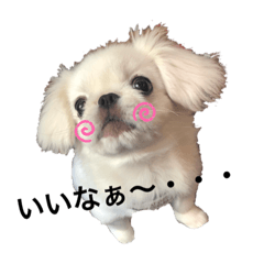 [LINEスタンプ] ペキニーズのひーたん★