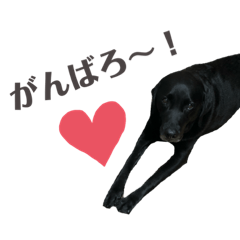 [LINEスタンプ] 黒ラブソレイユ4