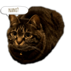 [LINEスタンプ] CONYAN.vo1