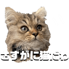 [LINEスタンプ] ししゃも囲い隊