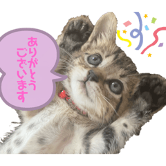 [LINEスタンプ] ぽこてん