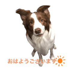 [LINEスタンプ] チョコ色ボーダーコリーsab