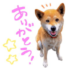 [LINEスタンプ] 柴犬ハナのスタンプ