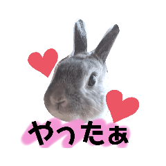 [LINEスタンプ] うさスタ✩