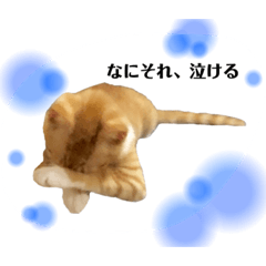 [LINEスタンプ] 俺、きなり