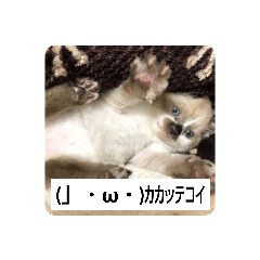 [LINEスタンプ] はなまろ