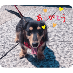 [LINEスタンプ] はじめましてボブと申します