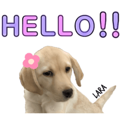 [LINEスタンプ] ラブラドール♡ララ♡③
