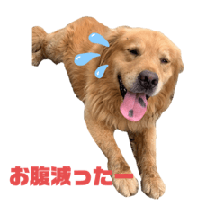 [LINEスタンプ] ゴールデンレトリバー・レオ2