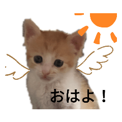 [LINEスタンプ] ちゃちゃだよ！