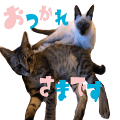 [LINEスタンプ] あずきとねお