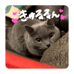 [LINEスタンプ] じゅうぞうの日常スタンプ