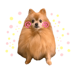 [LINEスタンプ] ゴンちゃんLIFE