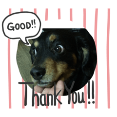 [LINEスタンプ] モカさんだー