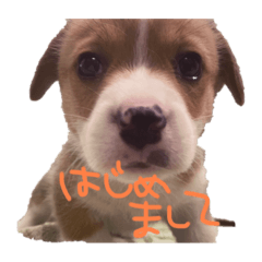 [LINEスタンプ] コーギーのぶん太くん