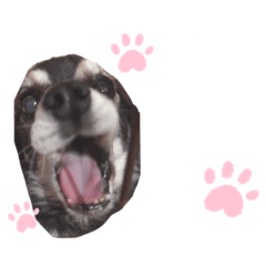 [LINEスタンプ] 愛犬せいしろう君のスタンプ