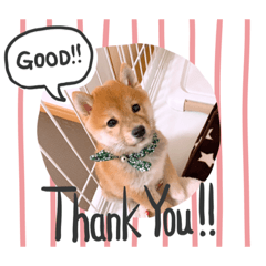 [LINEスタンプ] マックスの日常会話