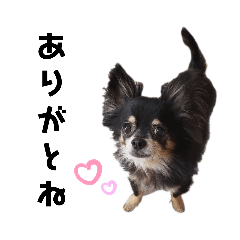 [LINEスタンプ] チワワのぴーたん