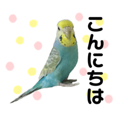 [LINEスタンプ] レインボーひなちゃん