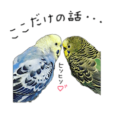 [LINEスタンプ] きーさん＆てこたん＆きーよの画像（メイン）