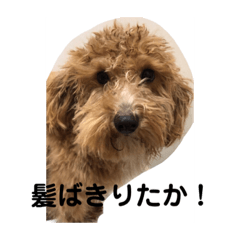 [LINEスタンプ] 長崎弁をしゃべるわんこ