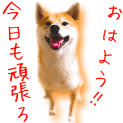 [LINEスタンプ] 柴犬のケンくん