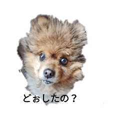 [LINEスタンプ] ワンちゃんいろいろ