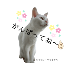 [LINEスタンプ] しろねこ姉妹part3