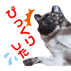 [LINEスタンプ] 喜怒哀楽なパグと変な飼い主
