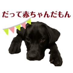 [LINEスタンプ] 気ままな黒ラブ「セン」