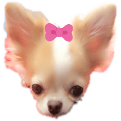 [LINEスタンプ] 我が家のくーちゃん♡
