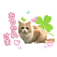 [LINEスタンプ] おともにゃちスタンプ⑩