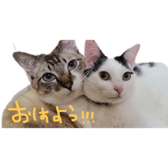 [LINEスタンプ] ねこすたんぷその2
