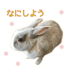 [LINEスタンプ] かわいいウサギの日常表現