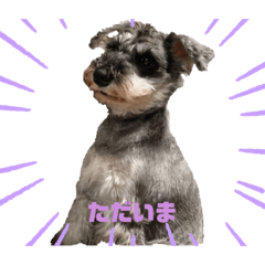 [LINEスタンプ] 愛犬まる子