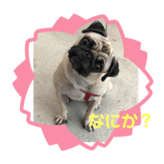 [LINEスタンプ] パグミ